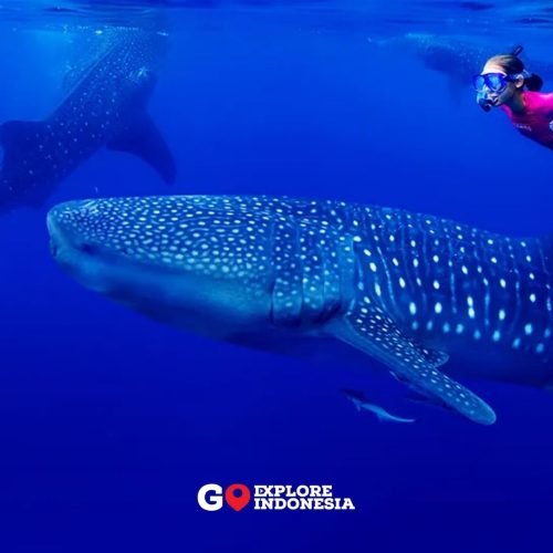 Wisatawan berenang bersama Hiu Paus atau Whale Shark di perairan Talisayan Berau saat paket Open Trip Derawan