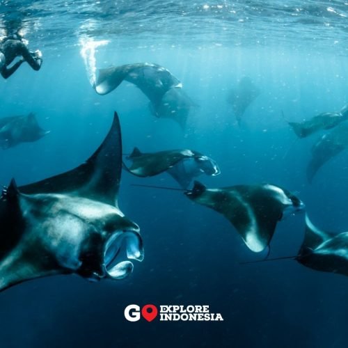 Ikan Pari Manta hitam (Melanistic Manta) berenang di permukaan air Manta Point Sangalaki