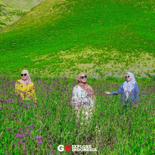 Savana Hijau Gunung Bromo Padang Savana Hijau Gunung Bromo, Open Trip Gunung Bromo