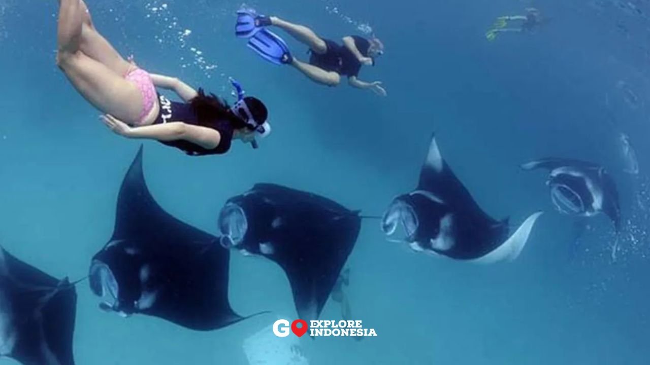 Aktivitas bersama Pari Manta dalam kegiatan Open Trip Pulau Derawan